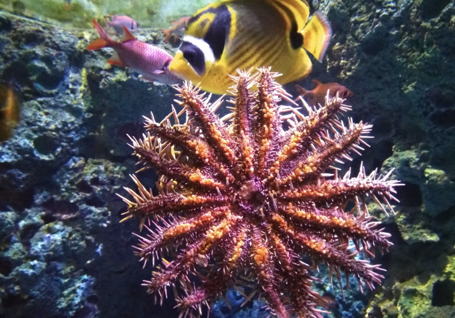 Exhibits at the S.E.A. Aquarium in Sentosa Island