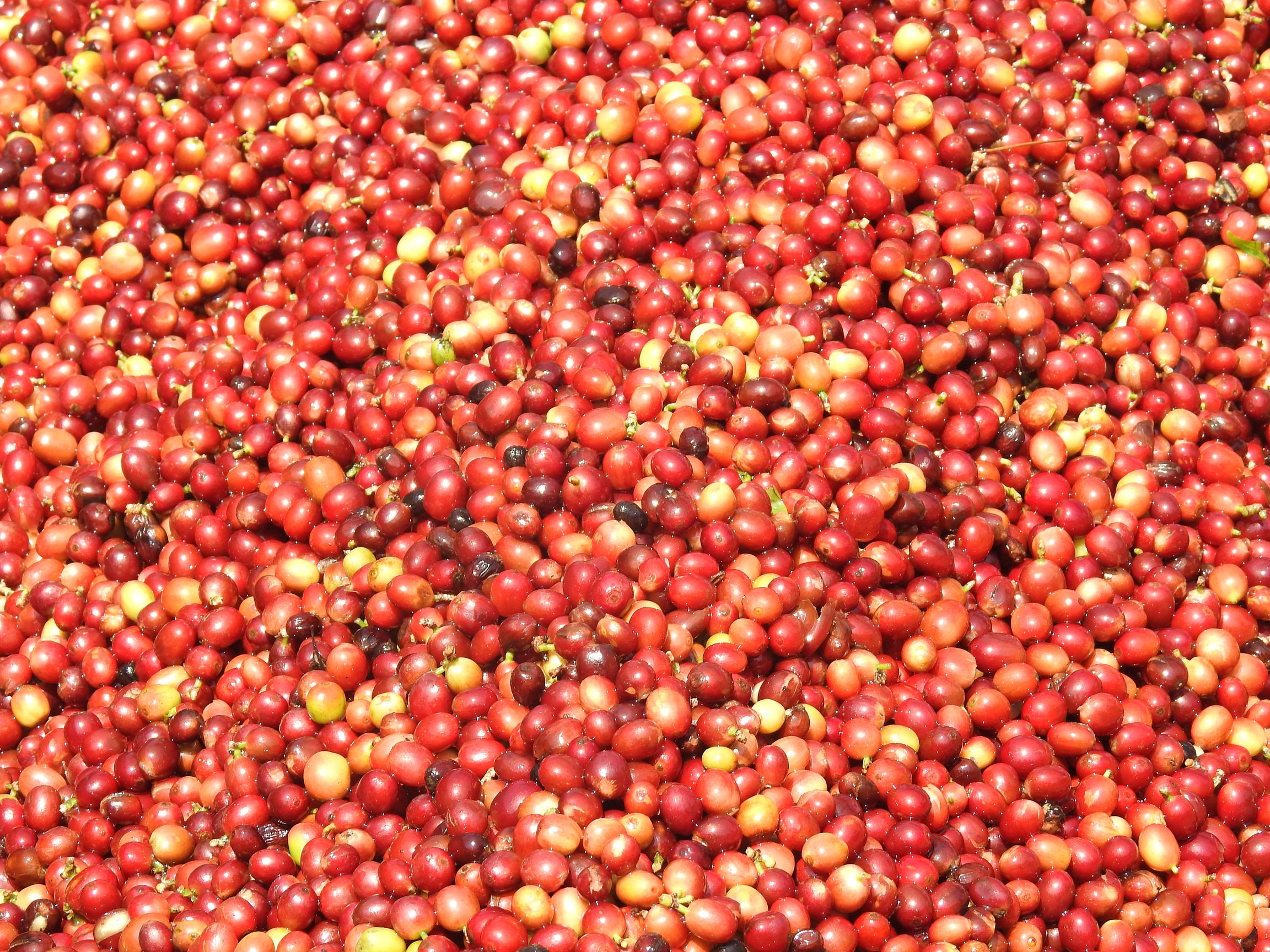 The ripened coffee beans ready for processing