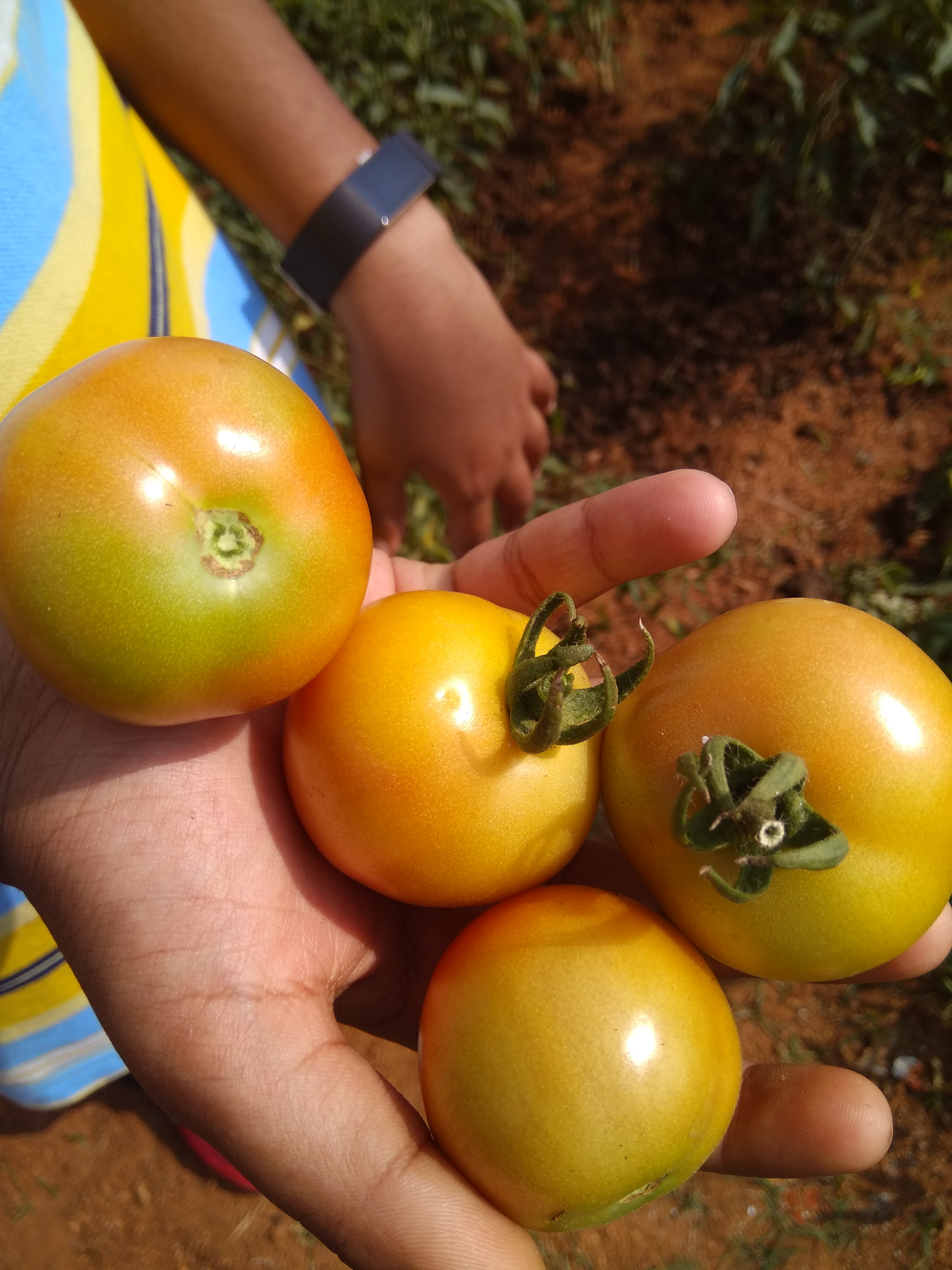Fresh tomatoes harvested from the organic vegetable garden