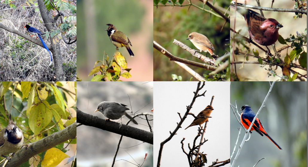 The birds of Club Mahindra Kandaghat