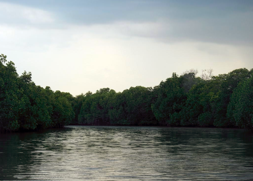 The lake at Pichavaram Mangroves