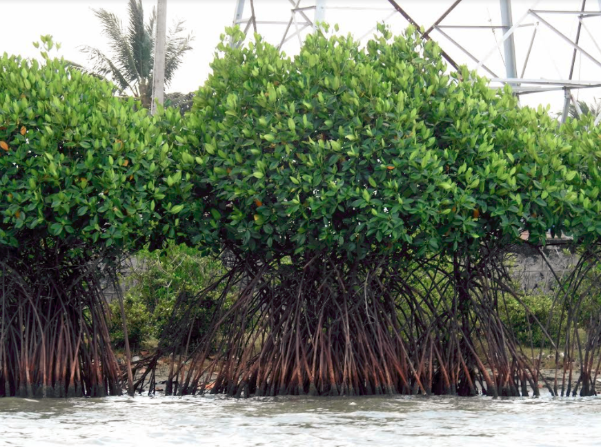 The dense Pichavaram Mangroves