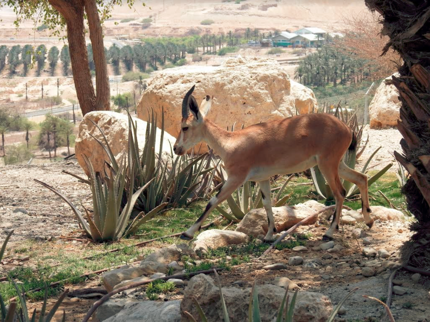 The Nubian Ibex