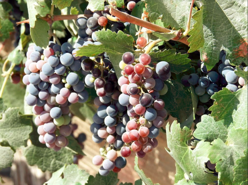 Vineyard in Israel