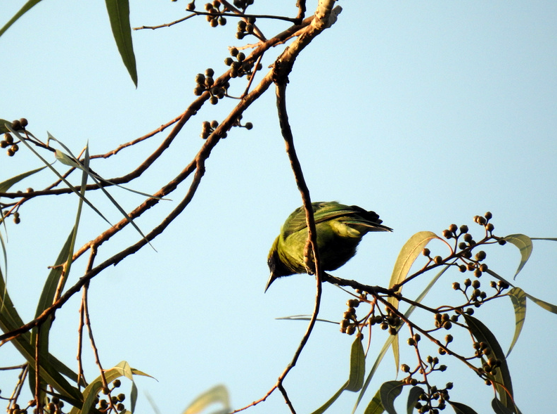 Leaf Bird