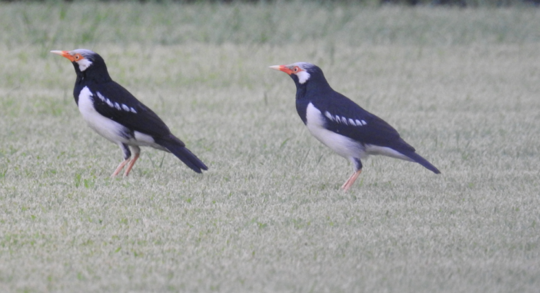 Pair of Oystercatchers