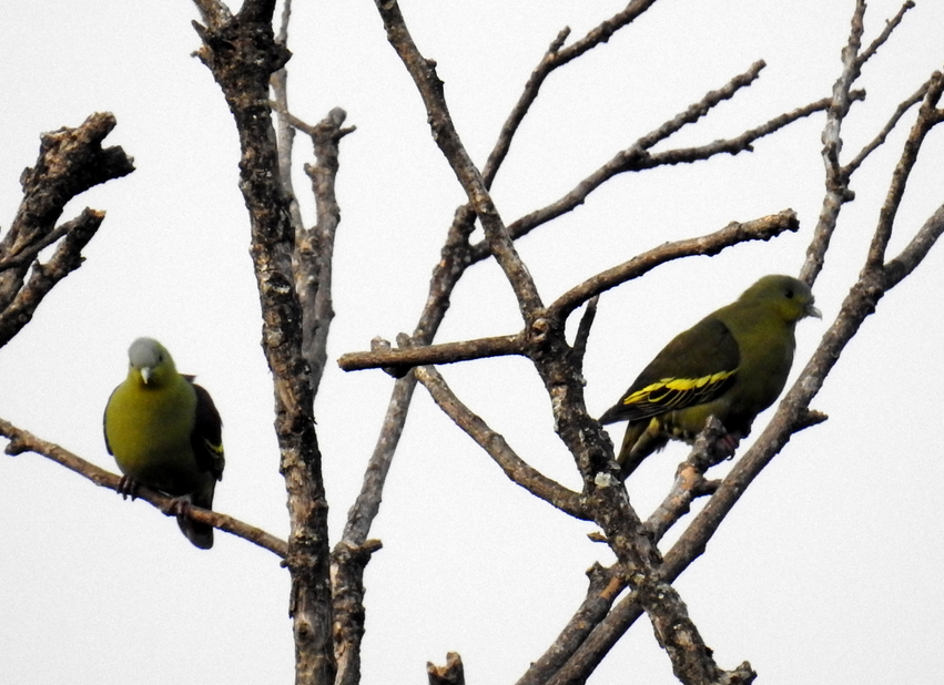 Yellow-footed green pigeon