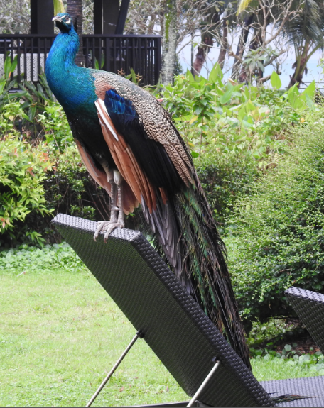 A peacock posing in Koh Chang