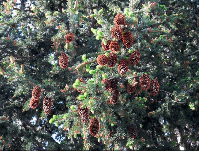 Pine cones in Pontresina