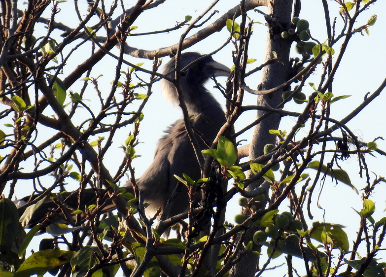 Grey hornbill