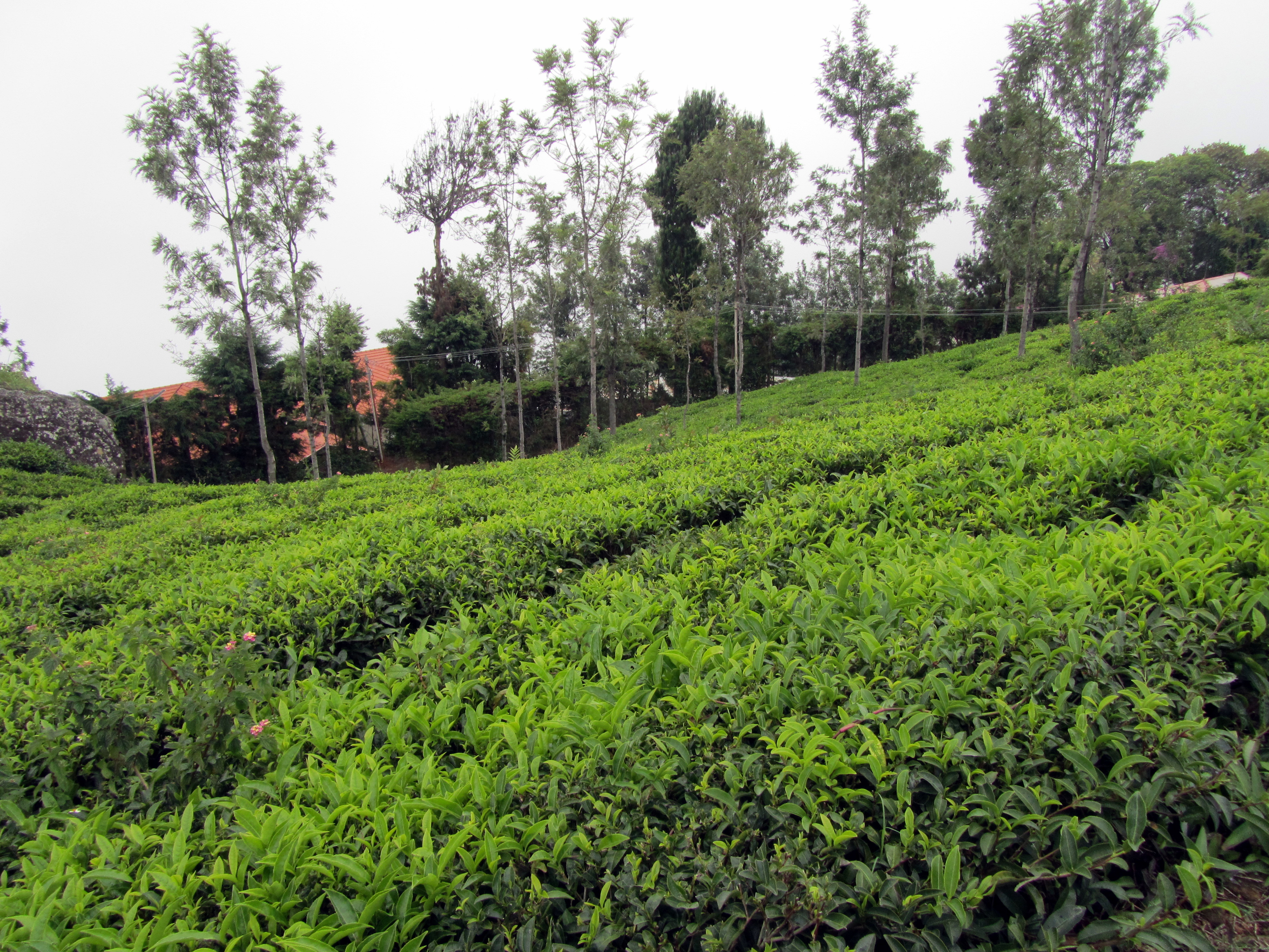 Tea being grown in the Nilgiris