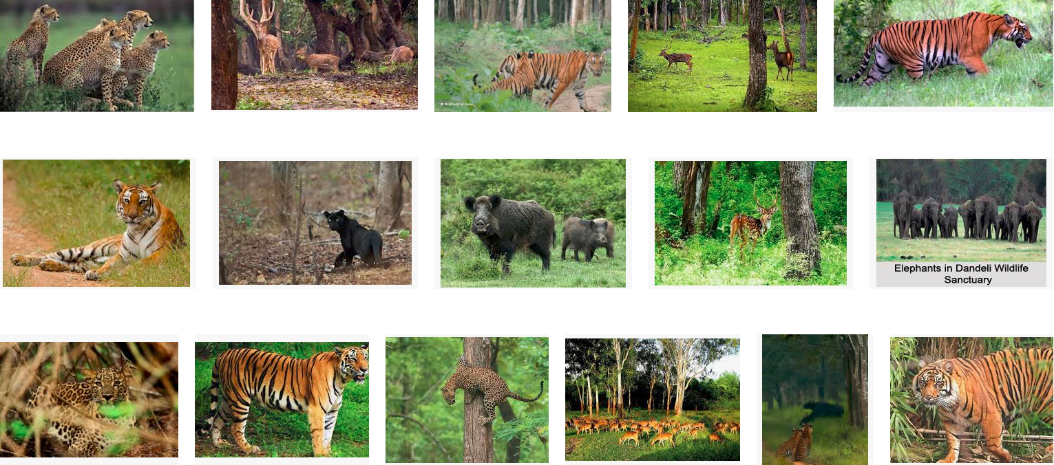 Wildlife in Karnataka - Bindu Gopal Rao, Freelance Writer & Photographer