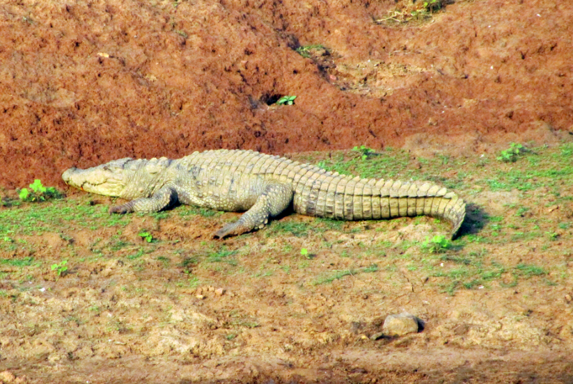 Crocodile in Kabini