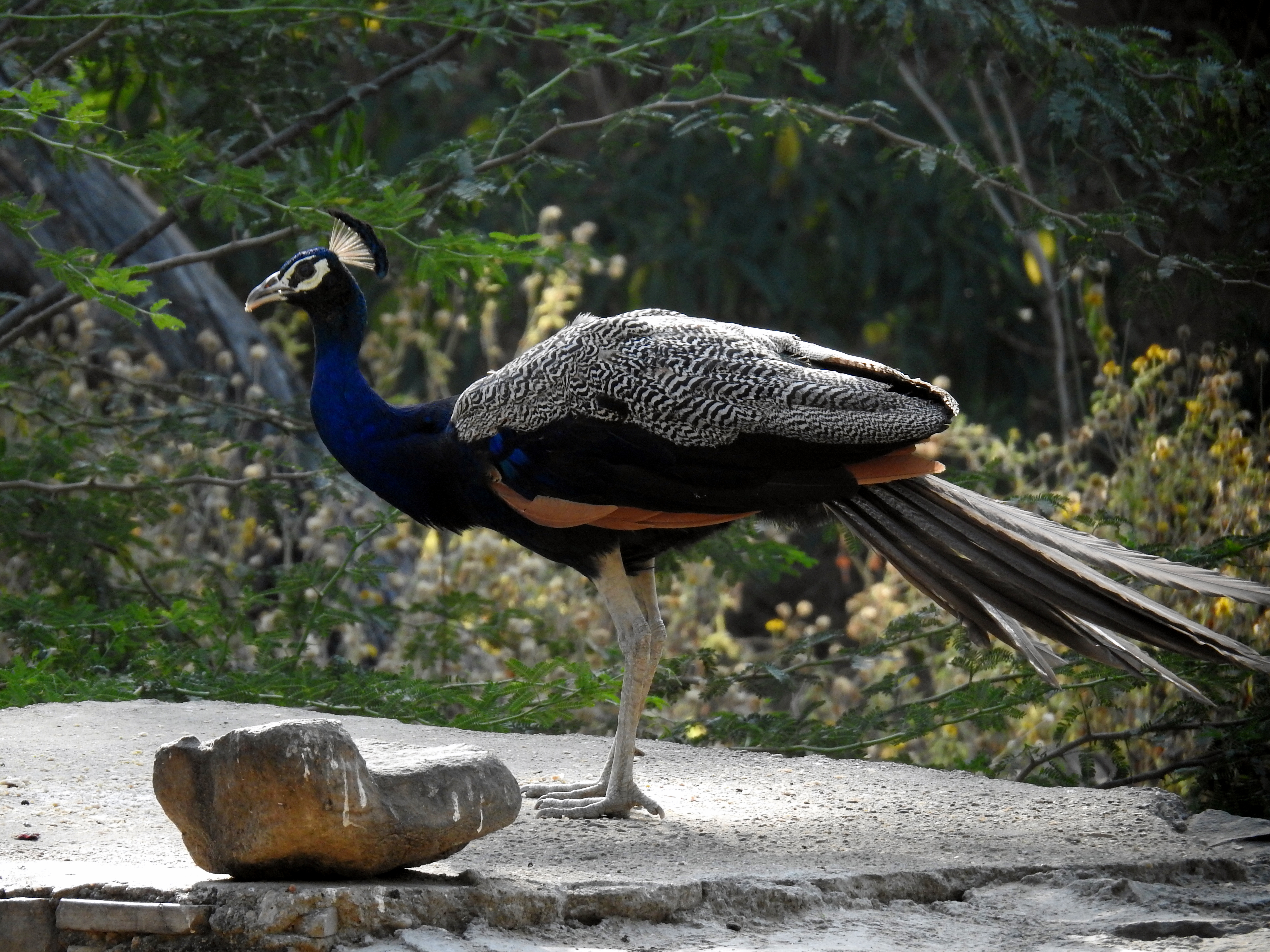 A peacock in Jaipur
