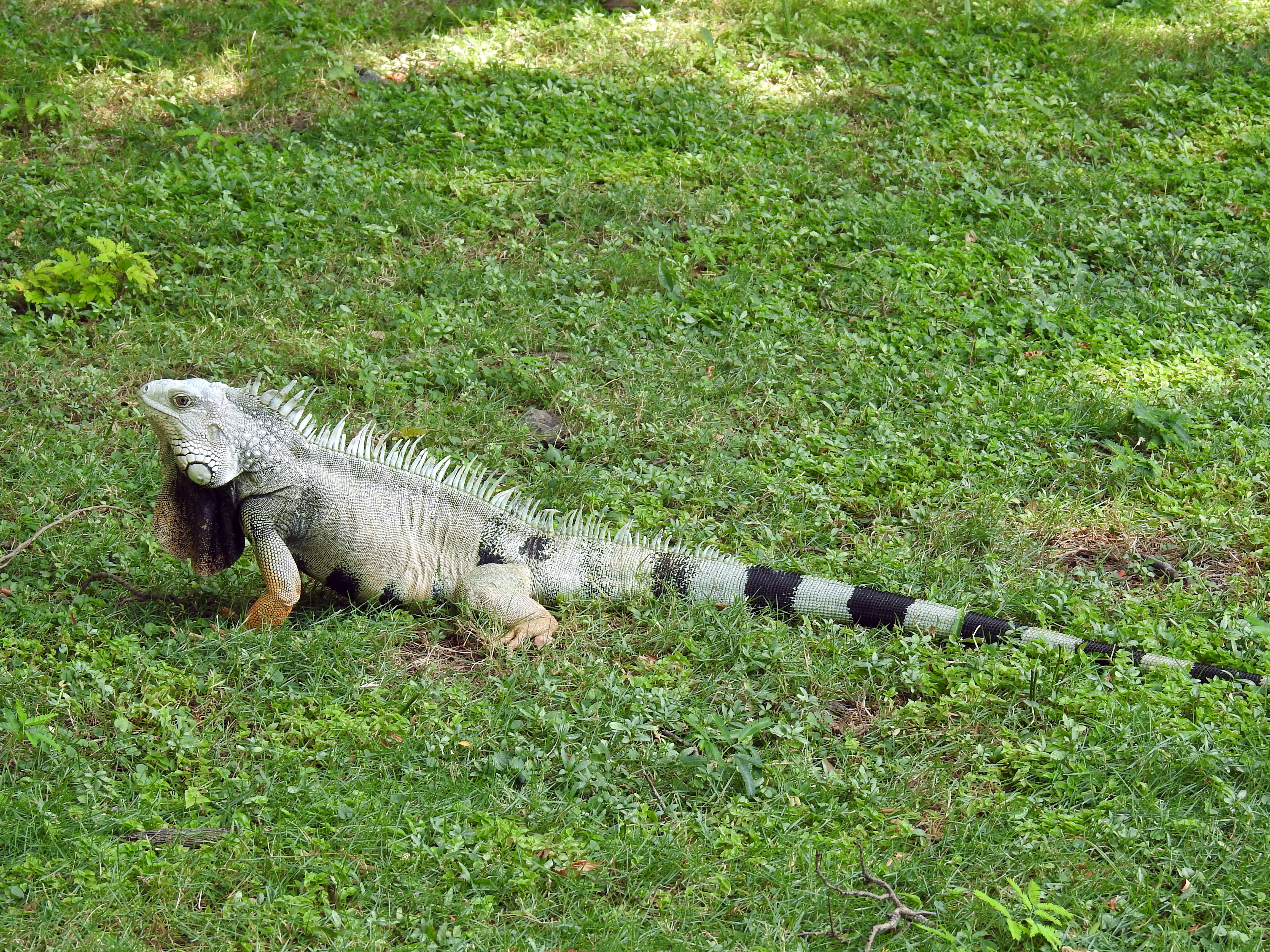 An iguana in Santa Marta