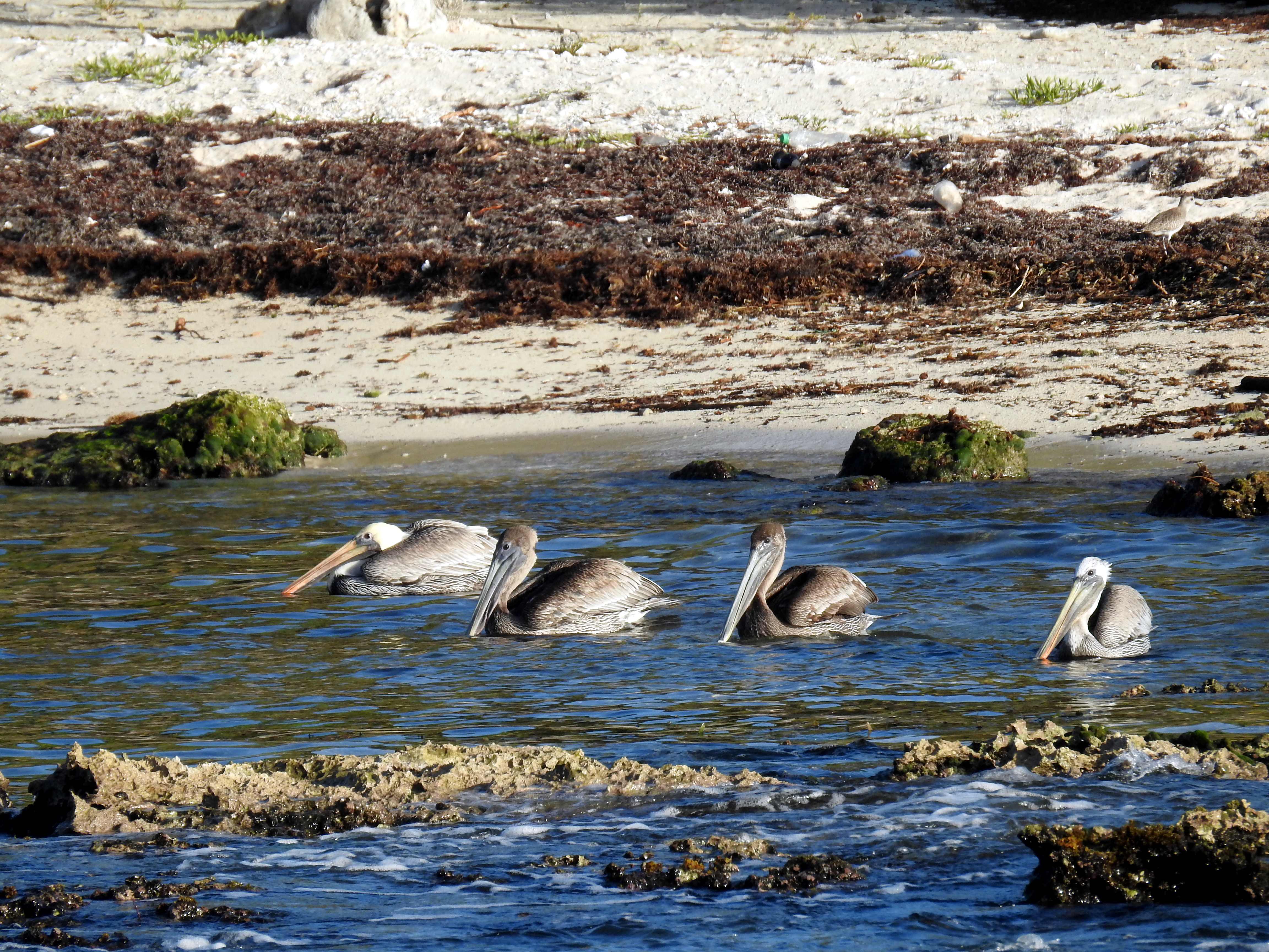 Pelicans in Costa Maya