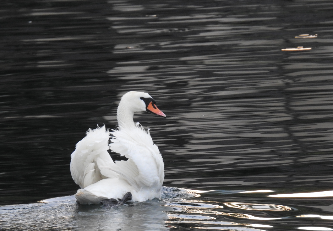 A swan in Parco Ciani