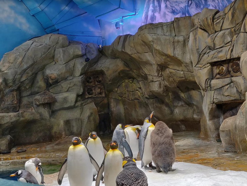 Penguins at Ocean Park