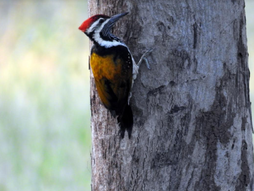 Black-rumped flameback woodpecker in pench