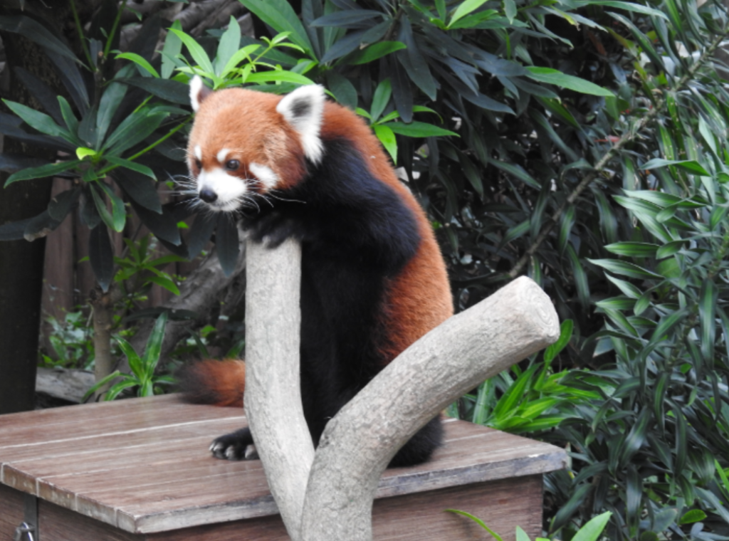 Red Panda at Ocean Park Hong Kong