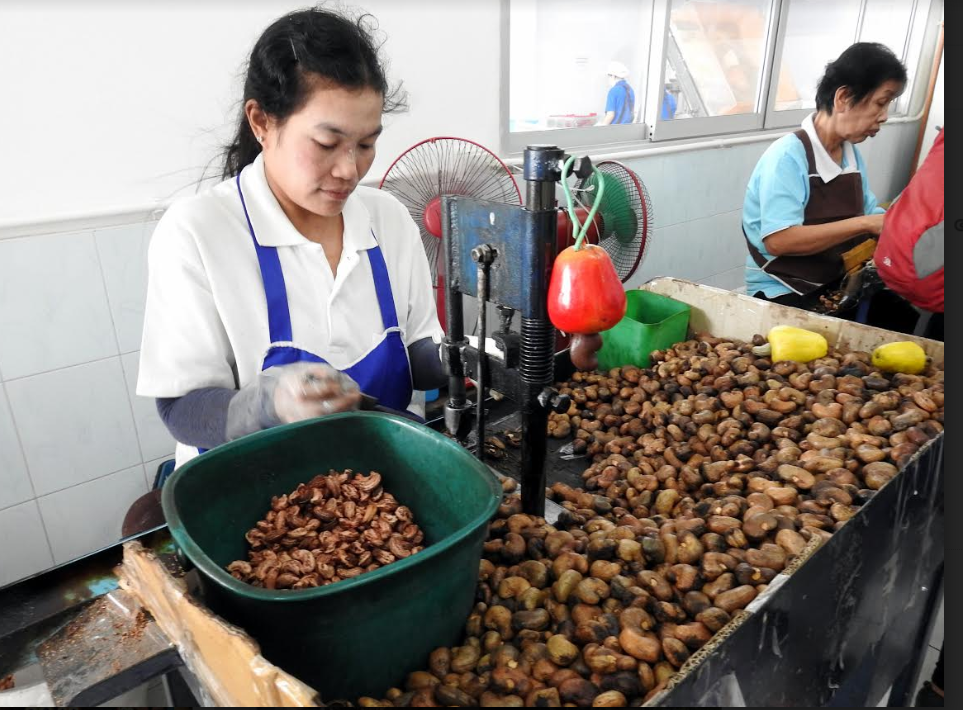 Sri Bhurapa Orchid Cashew Nut Factory