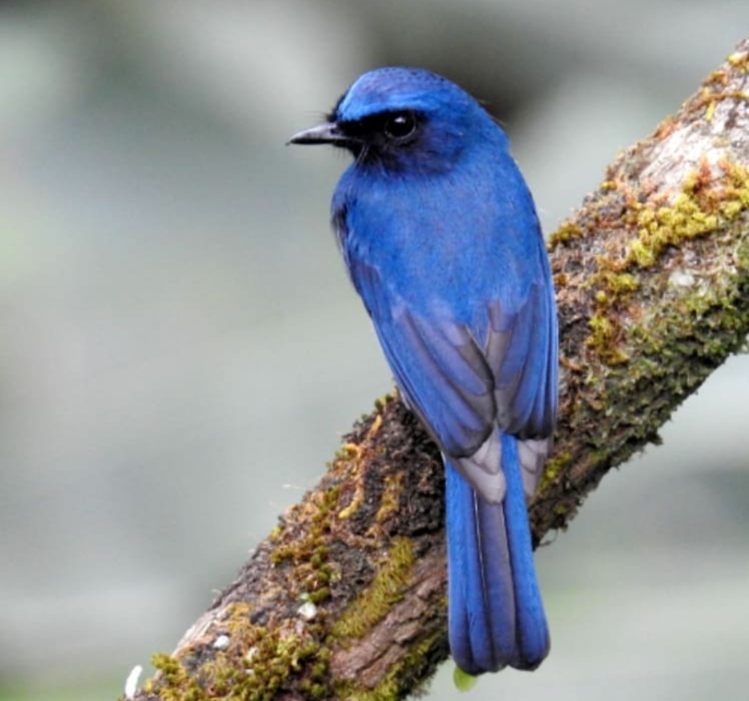 Blue throated blue flycatcher