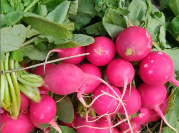Pink turnips
