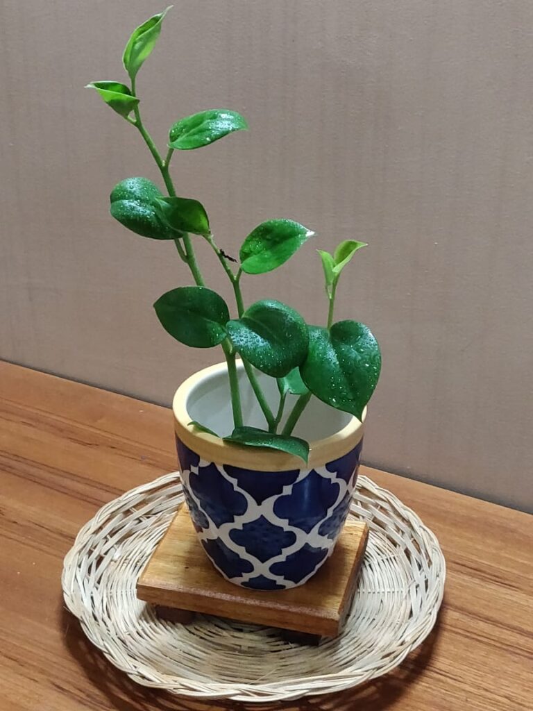The Morocco Pod' Handpainted Planter with a Peperomia plant 