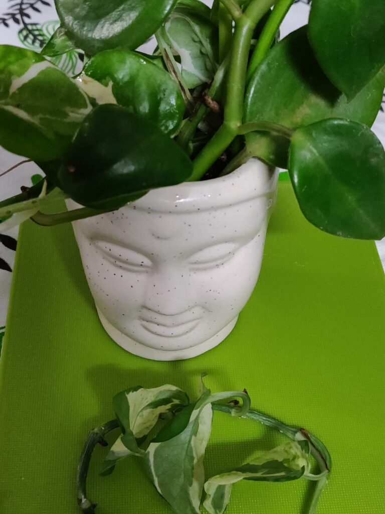 Buddha Planter with pothos