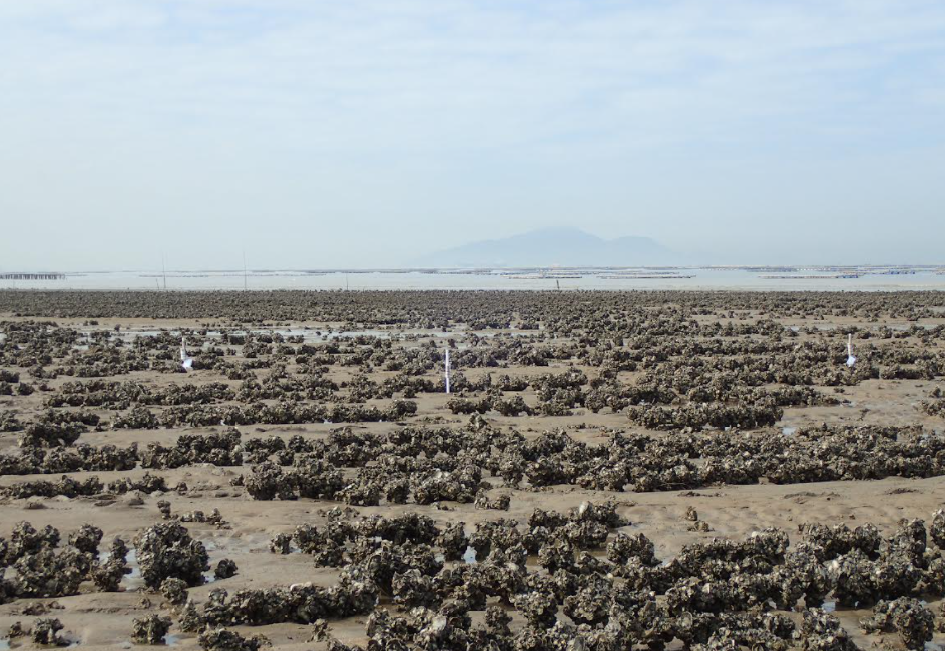 Oyster shell reefs