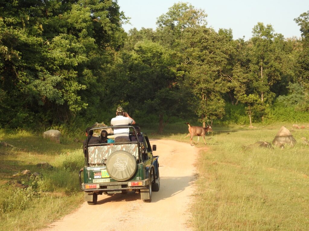 Wildlife Safaris in India