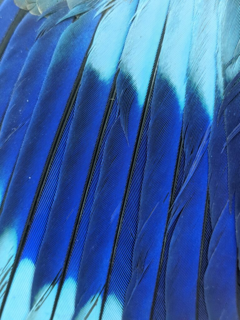 Feathers from The Feather Library