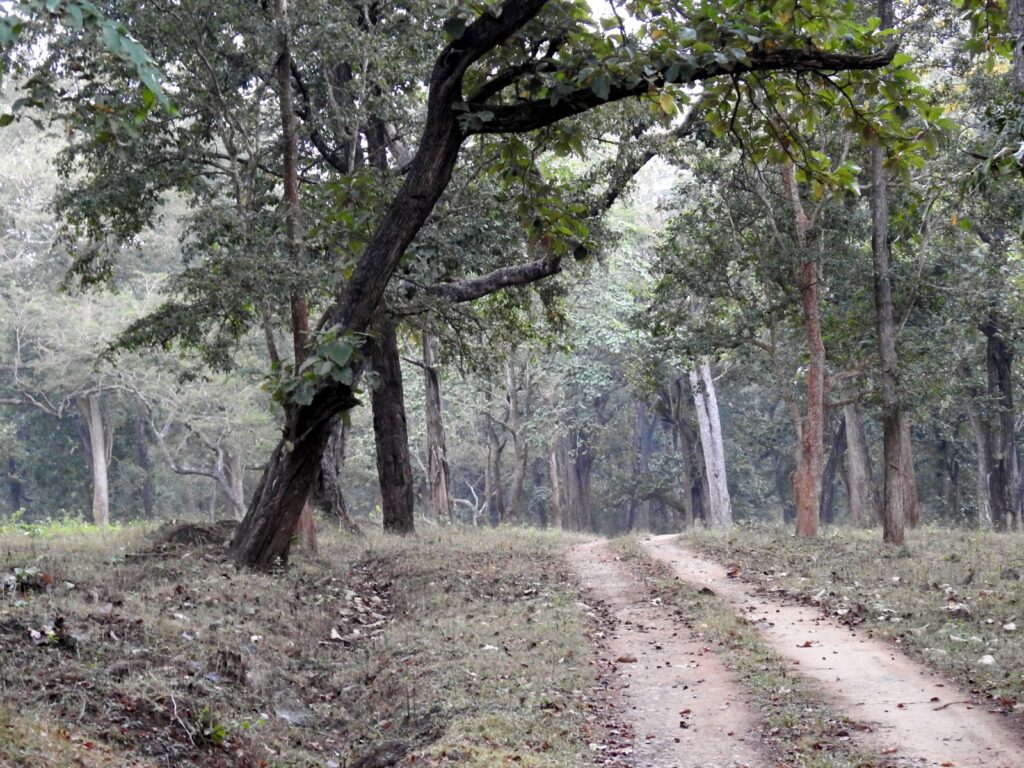 Jungle paths