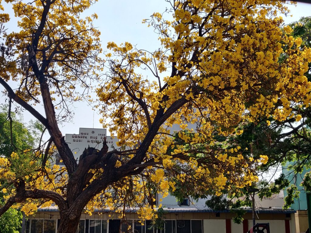Tabebuia argentea or The Tree of Gold