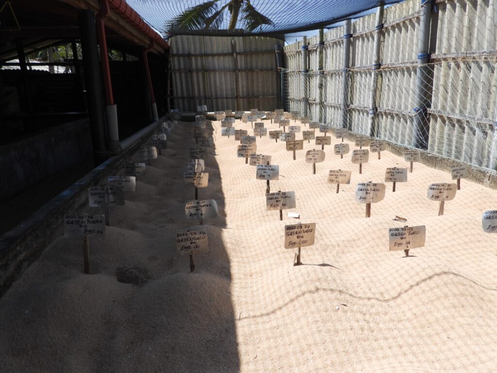 Hatchery at Victor Hasselblad Sea Turtle Research and Conservation Centre
