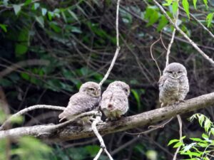 Three spotted owlets at Sankaram