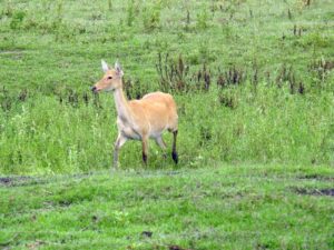 Deer in Kaziranga National Park