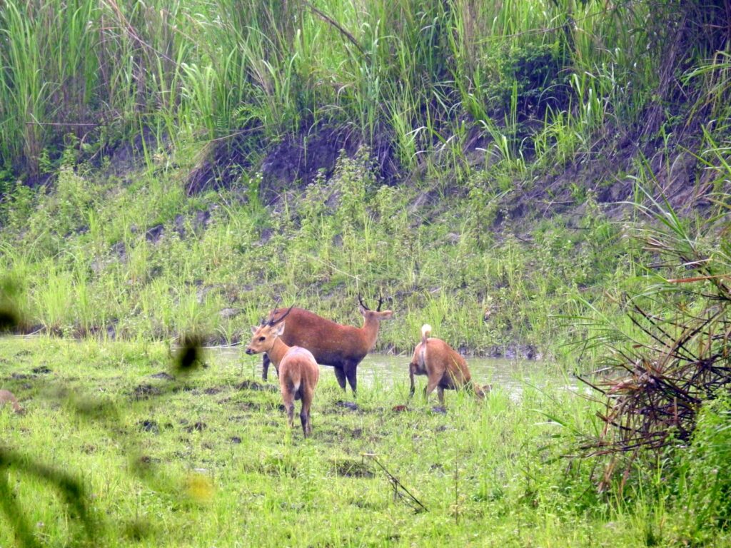 A herd of deer and sambar in Kaziranga National Park