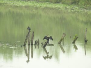 Birds in Kaziranga National Park