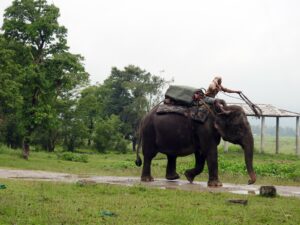 Elephant safari in Kaziranga National Park