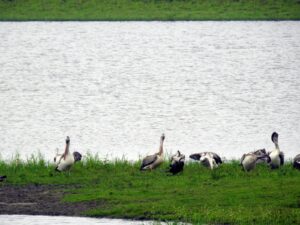 Pelicans and storks in Kaziranga National Park