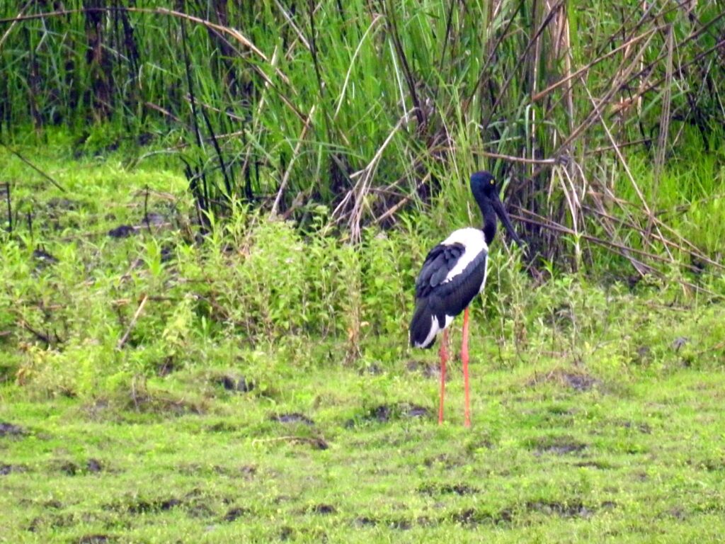 Black necked stork in Kaziranga National Park