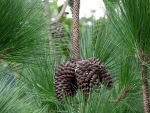 Pine cones in Himachal Pradesh