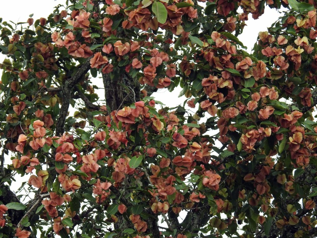 Bandipur Blooms