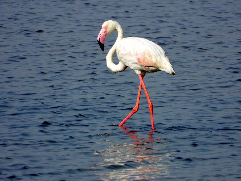 A Greater Flamingo at Dholavira