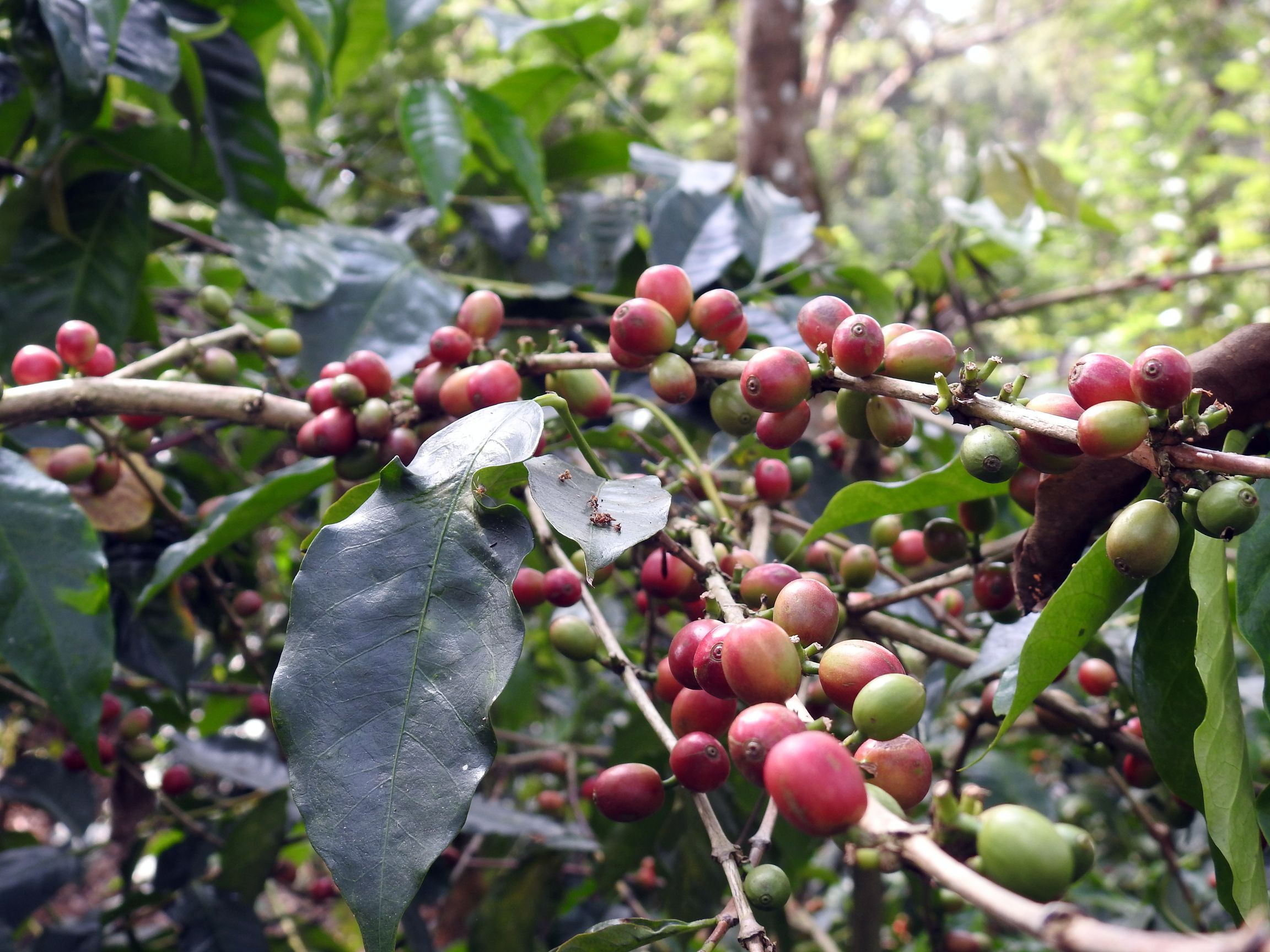 Coffee Beans on a coffee shrub