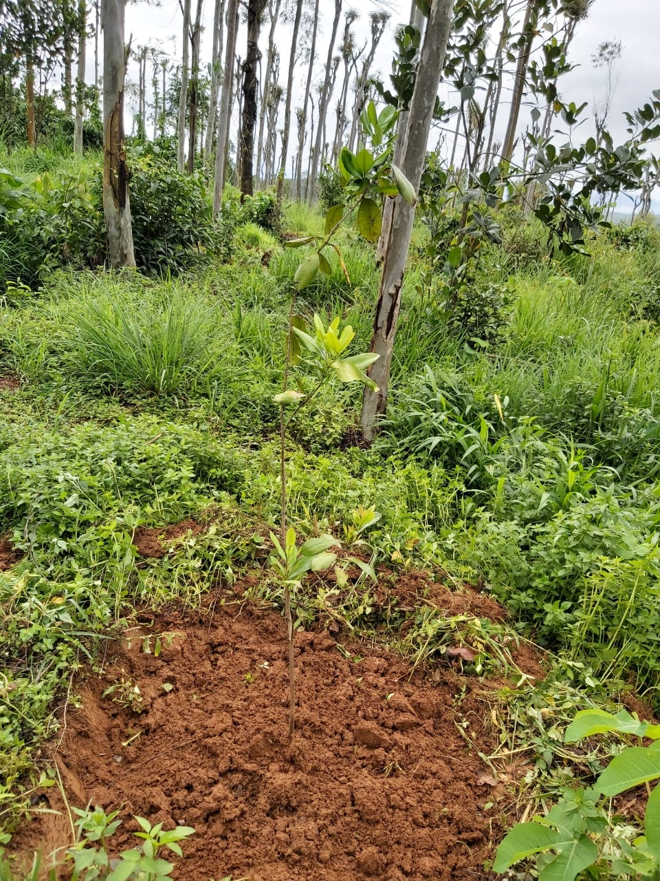 Pepper Trail in Wayanad