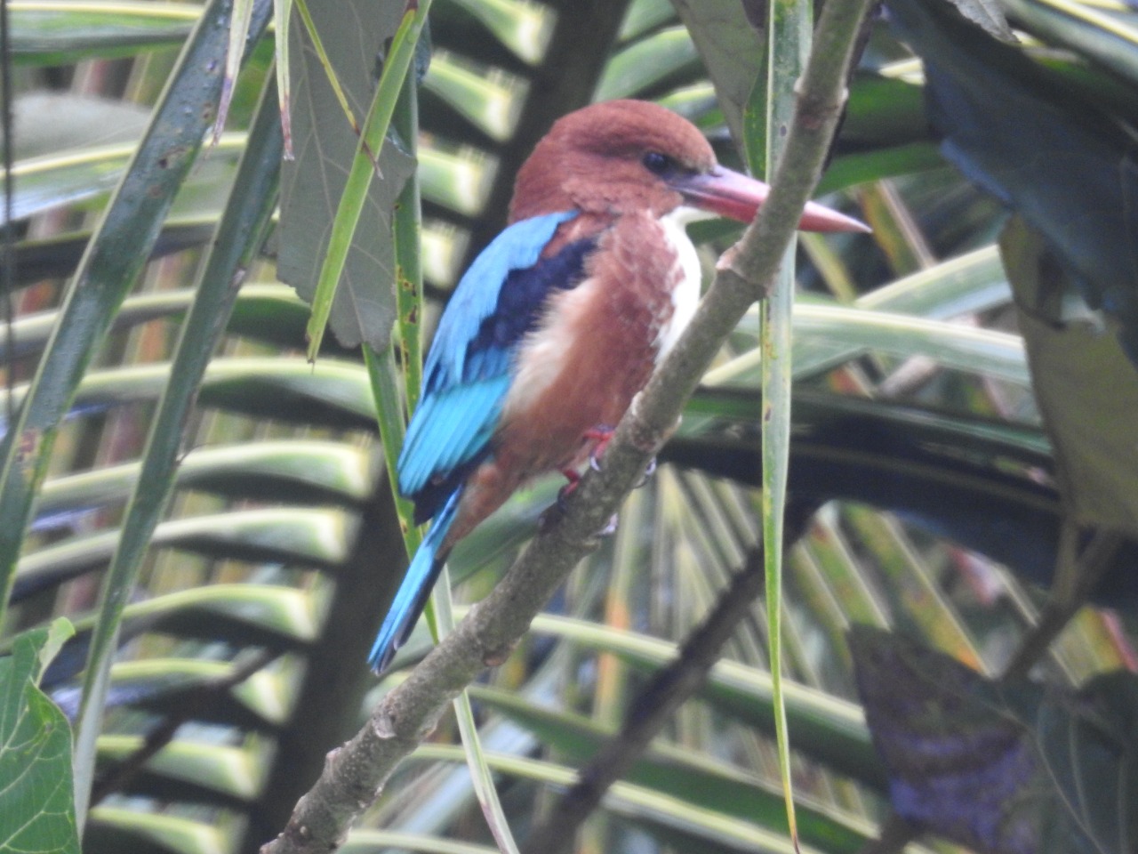 White throated Kingfisher