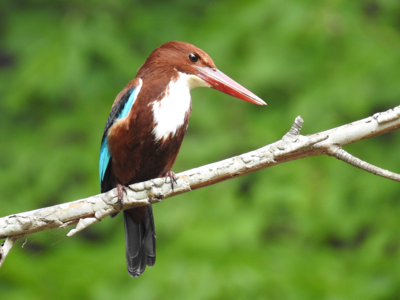 White throated kingfisher