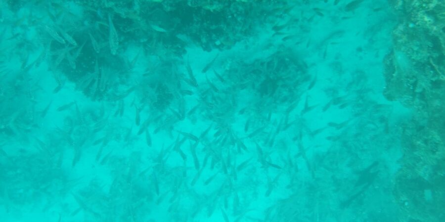 The corals at Kadmat Island